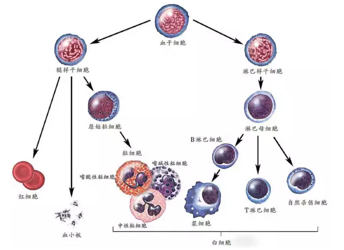 骨髓移植重大疾病保险能报吗 平安保险智慧星重大疾病